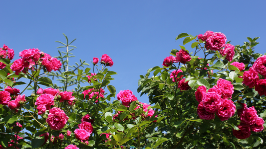 Flower of the Month: June