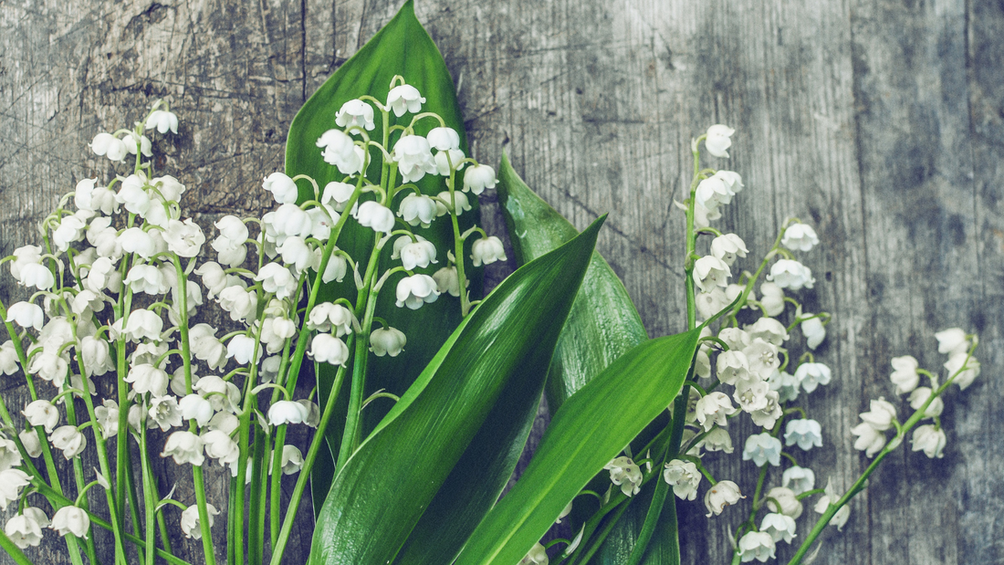 Flower of the Month: May