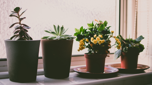 Caring for your new plant