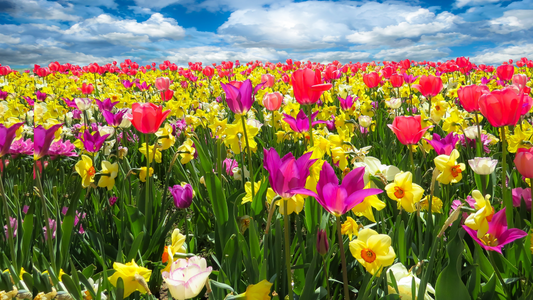 What’s in season in spring 2022?