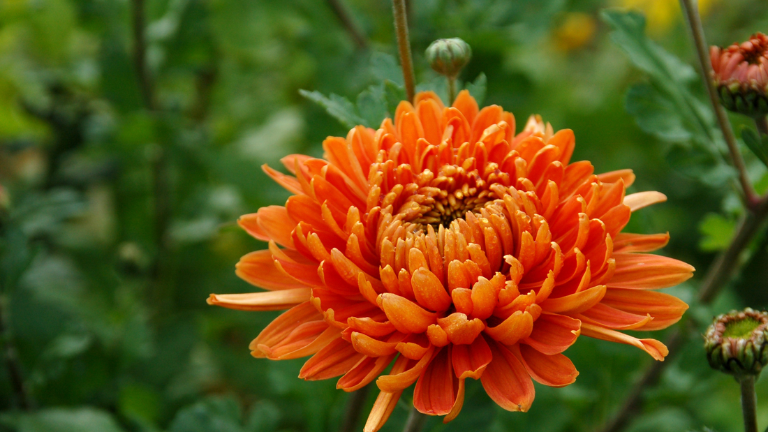 Flower of the Month: November