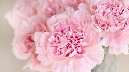 Flower of the Month: January