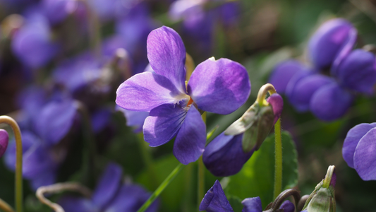 Flower of the Month: February