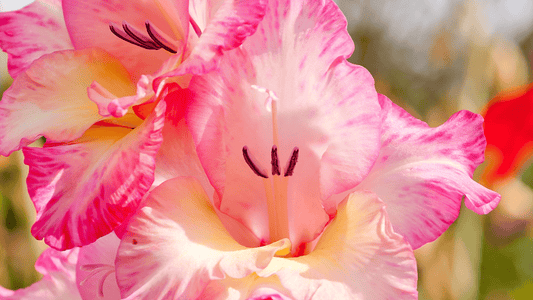 Flower of the Month: August