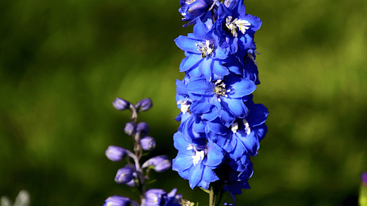 Flower of the Month: July