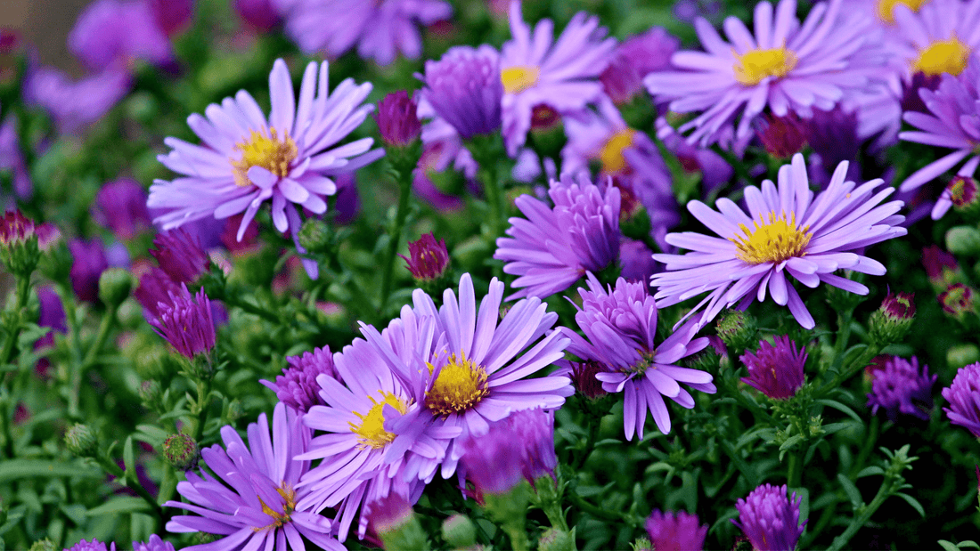 Flower of the Month: September