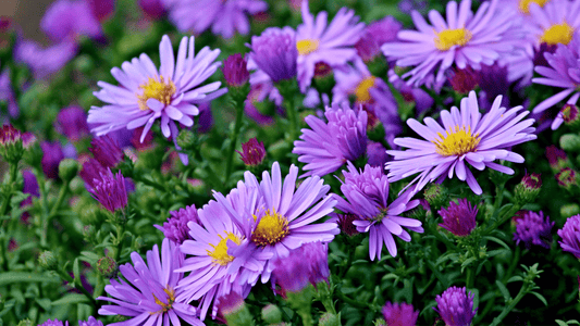 Flower of the Month: September