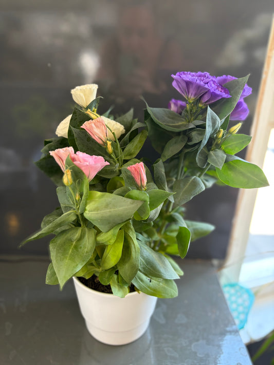 Lissianthus plant