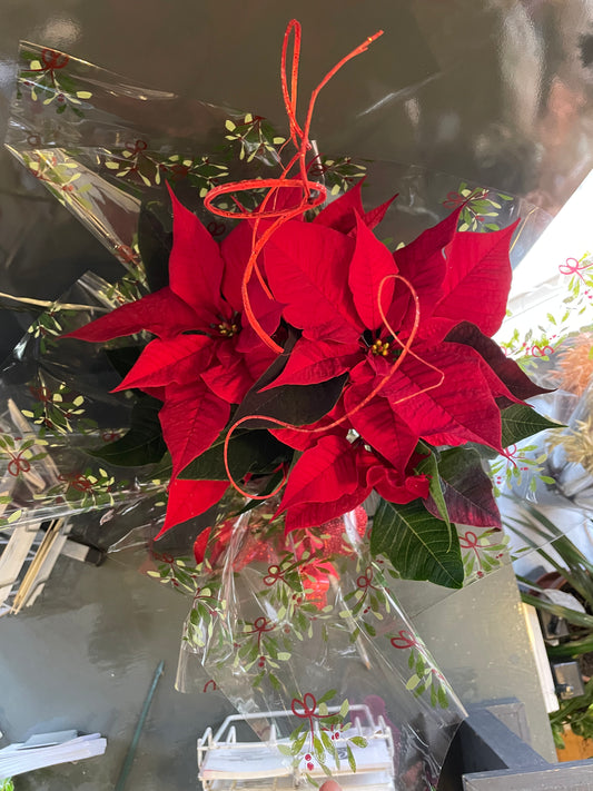 Poinsettia