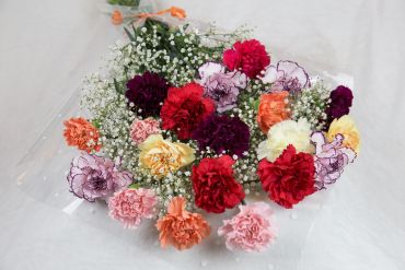 Carnation Selection