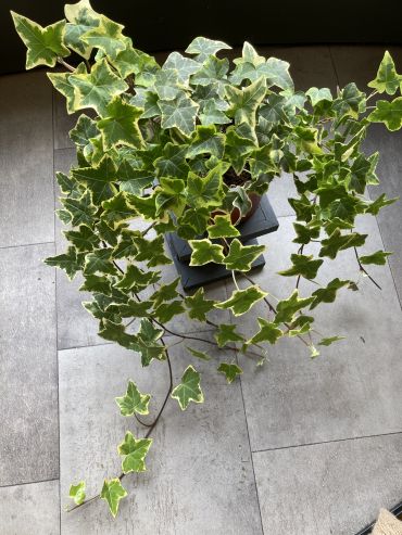 Ivy Plant