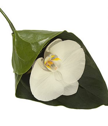 Orchid Nosegay