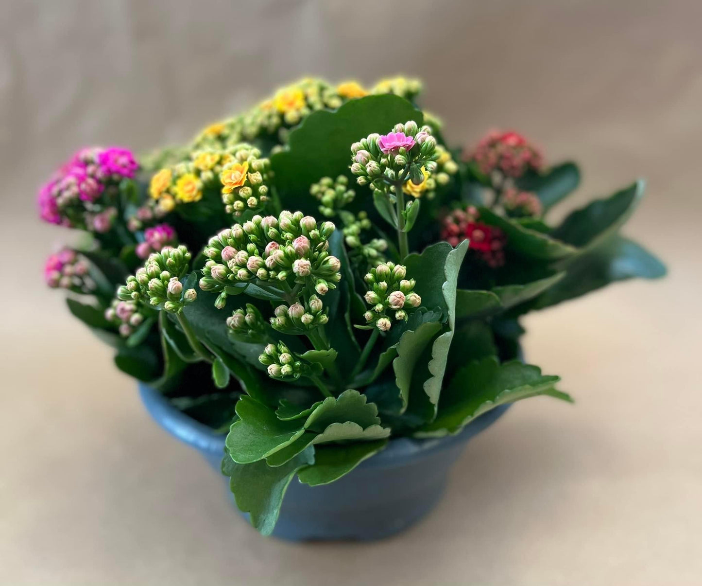 Kalanchoe