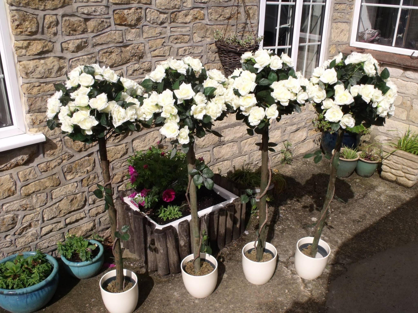 Tall white rose bushes