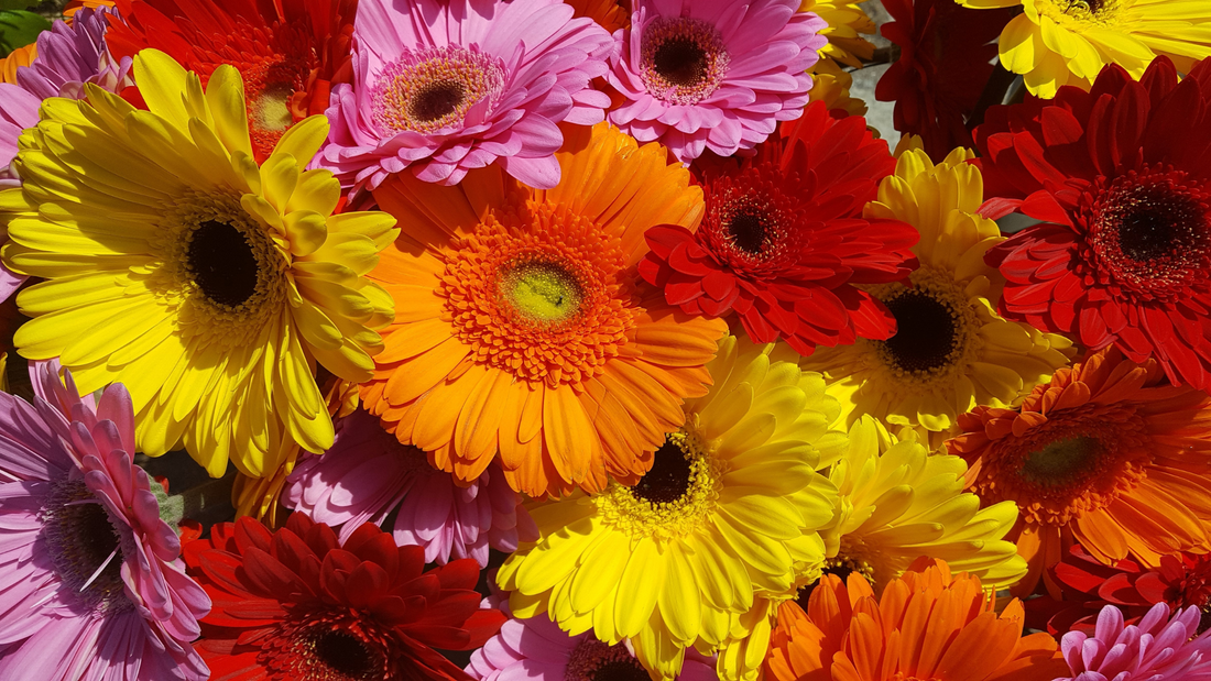 Flower of the Month April shirleysnellsflorist