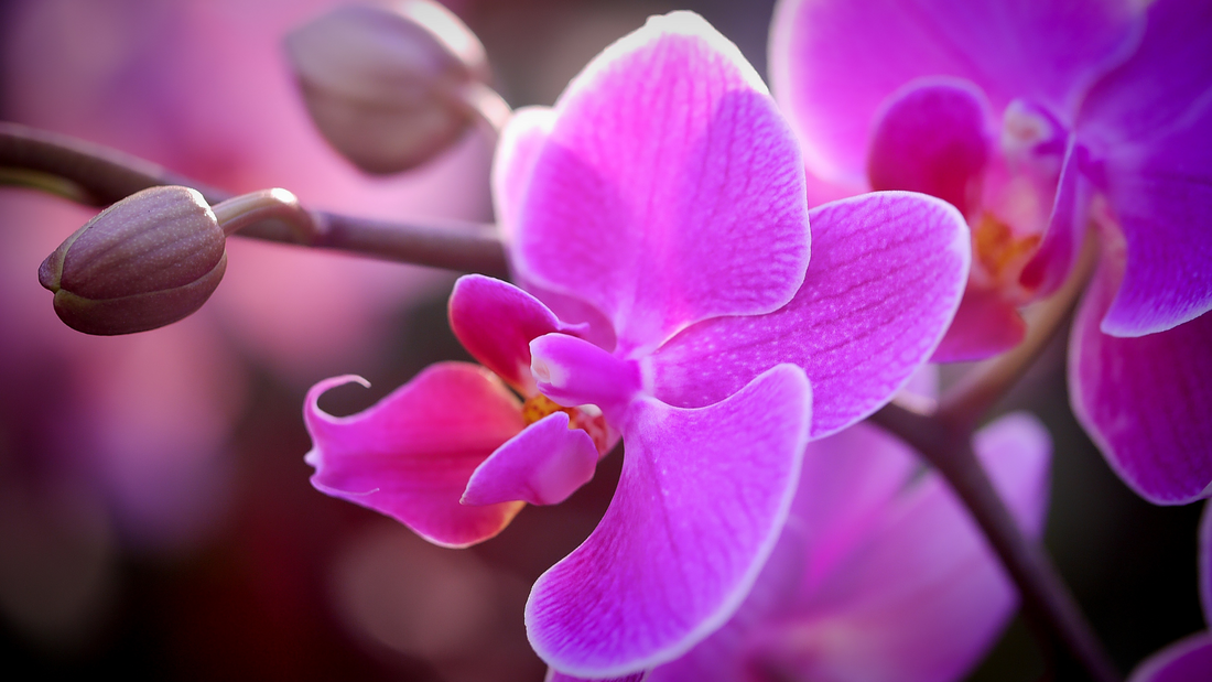 Top tips for orchid care