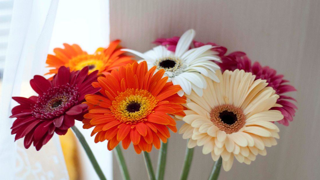 The Summer Gift of Cut Flowers: A Delightful Gesture with Countless Benefits