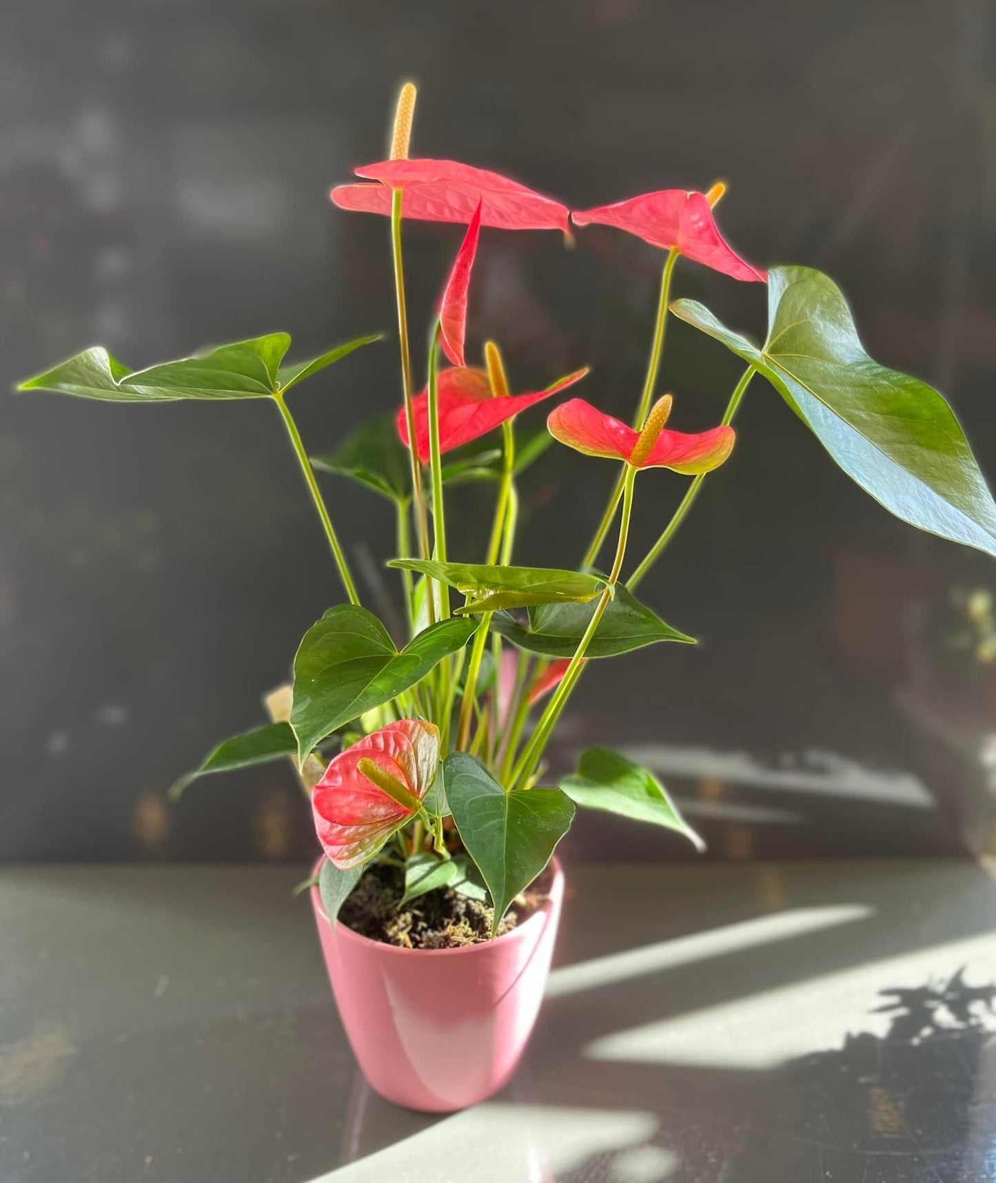 Anthurium