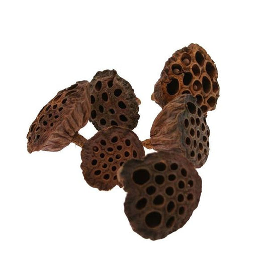 Dried Lotus Heads