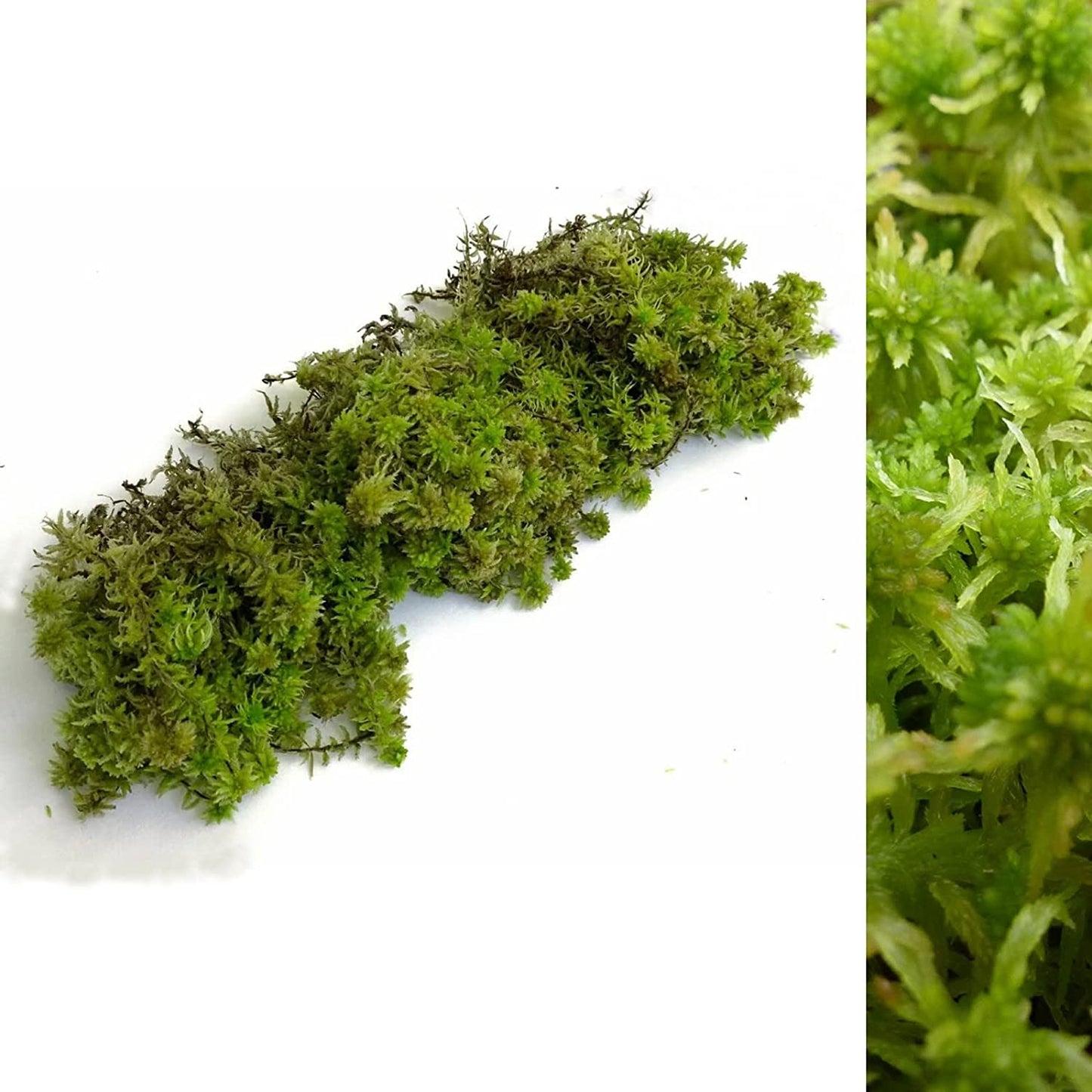 Sphagnum Moss